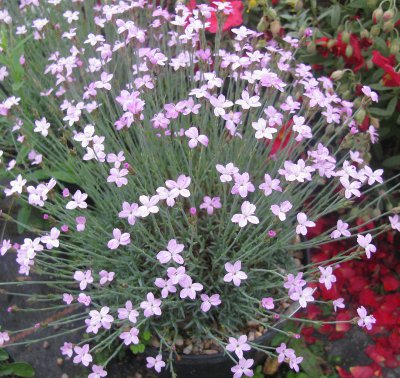 Dianthus arpadianus pumilus 